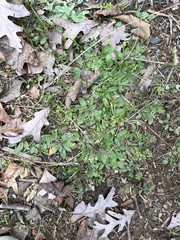 Ranunculus parviflorus