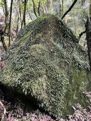 Loxogramme dictyopteris