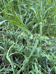 Pholistoma membranaceum