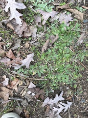 Ranunculus parviflorus