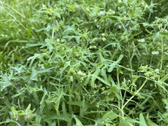 Pholistoma membranaceum