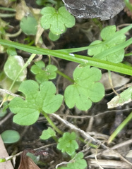 Ranunculus parviflorus