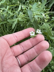 Pholistoma membranaceum