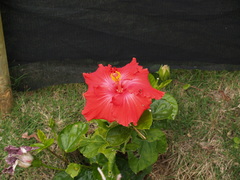 Hibiscus rosa-sinensis