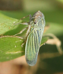 Xyphon reticulatum