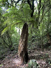 Dicksonia fibrosa