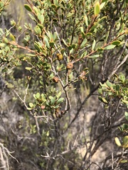 Leptospermum coriaceum