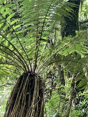 Dicksonia fibrosa