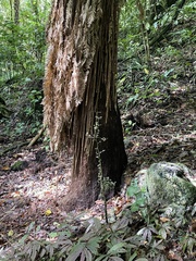 Dicksonia fibrosa