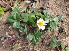 Fragaria chiloensis