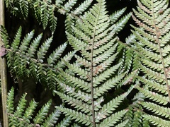 Dicksonia fibrosa