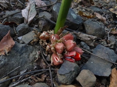 Zingiber nimmonii
