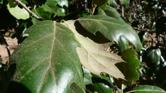 Quercus × ganderi