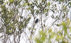 Dacnis venusta