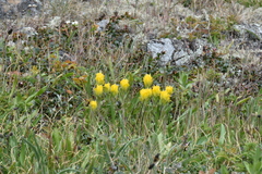 Castilleja levisecta