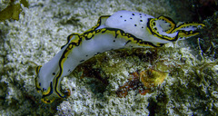 Chelidonura pallida