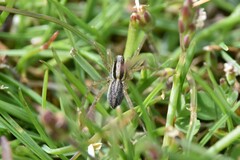 Pardosa distincta