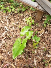 Zantedeschia aethiopica