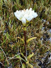 Gentianella corymbifera