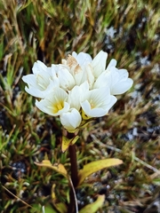 Gentianella corymbifera