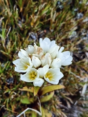 Gentianella corymbifera
