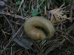 Ariolimax columbianus