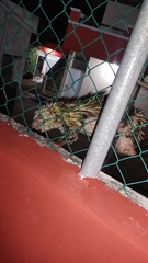 Coendou mexicanus