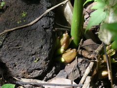 Zingiber nimmonii
