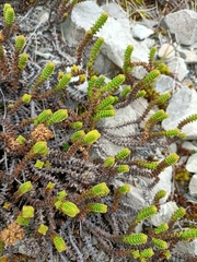 Veronica epacridea