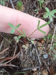 Trifolium willdenovii