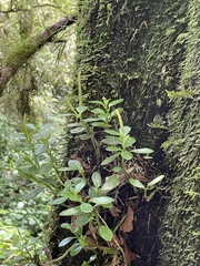 Peperomia urvilleana