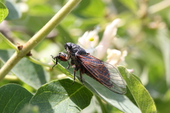 Cicadetta montana