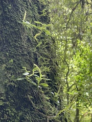 Peperomia urvilleana