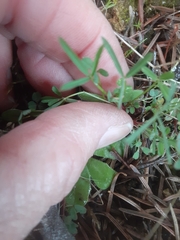 Trifolium willdenovii