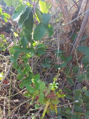 Passiflora viridiflora