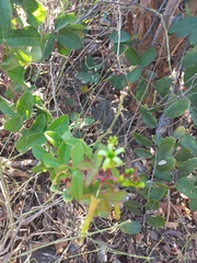 Passiflora viridiflora