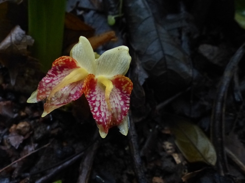 Zingiber cernuum
