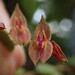 Lepanthes marthae - Photo (c) Nolan Exe, some rights reserved (CC BY), uploaded by Nolan Exe