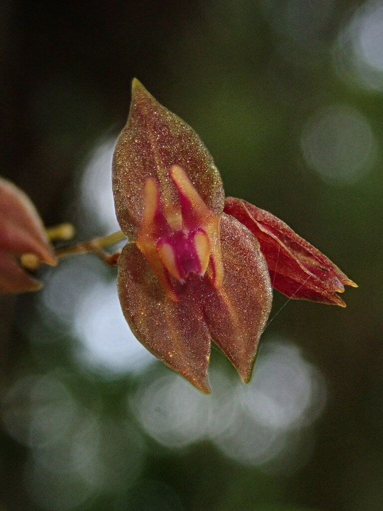 Lepanthes marthae