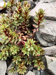 Epilobium pycnostachyum