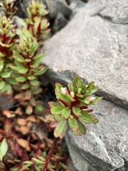 Epilobium pycnostachyum