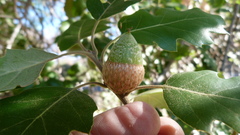 Quercus × ganderi