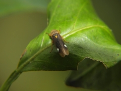 Proconiini