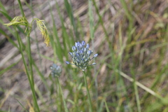 Allium caesium