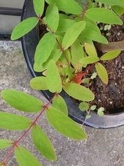 Hypericum androsaemum