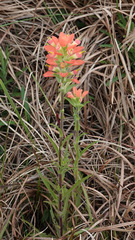 Castilleja indivisa