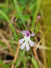 Cynorkis fastigiata