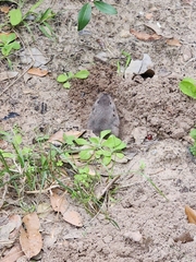 Geomys attwateri