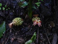 Zingiber nimmonii