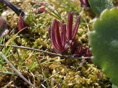 Castilleja victoriae